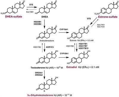 The Importance of Steroid Uptake and Intracrine Action in Endometrial and Ovarian Cancers